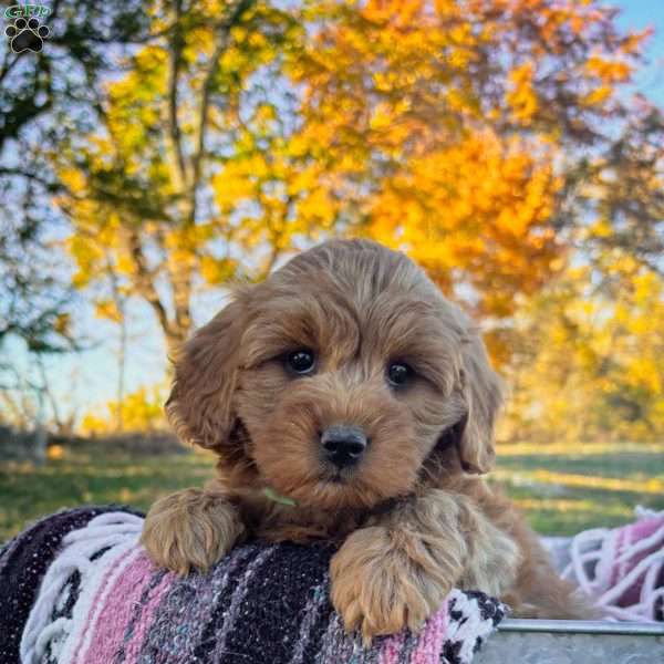 Shira, Goldendoodle Puppy